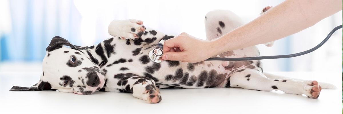 Kastration & Sterilisation in der Tierarztpraxis Trohorsch